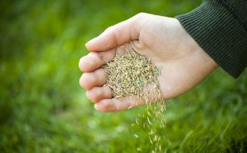Do Seeds Really Expire?