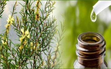 How To Make Tea Tree Oil To Treat Infections
