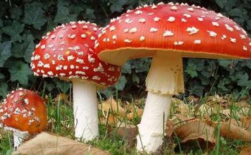 Edible and Non-edible Mushrooms you Find in Forests