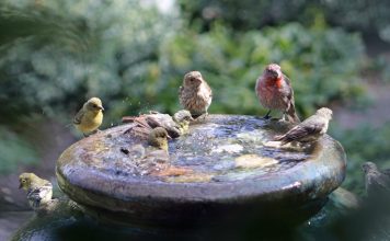 How To Deal With Unusual Garden Invaders