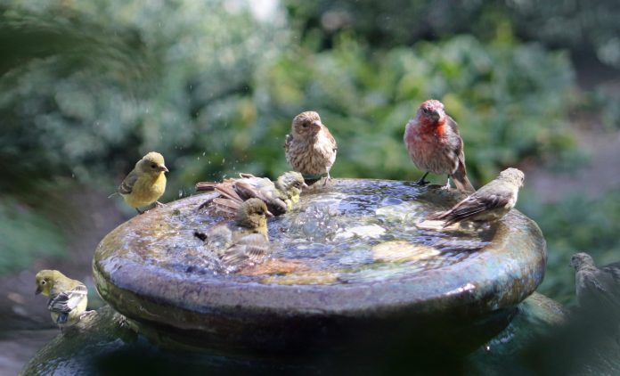 bird bath