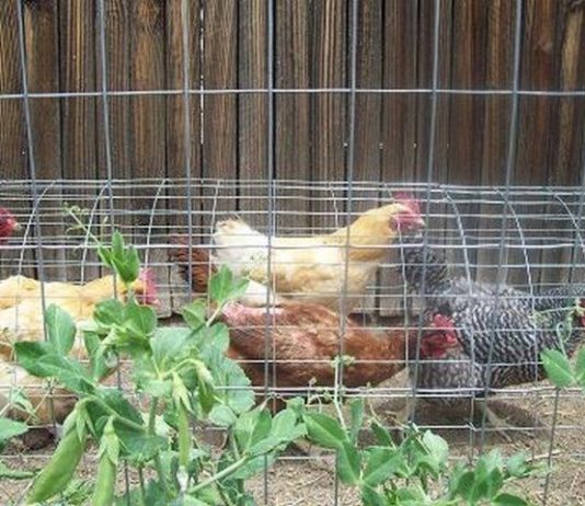 DIY Chicken Tunnel (Step-by-Step Guide)