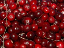 The Most Powerful Natural Antibiotics Known to Mankind