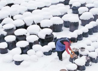 What Foods Can You Bury Underground For Winter?