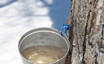 Trees That Can Be Tapped For Sap And Syrup