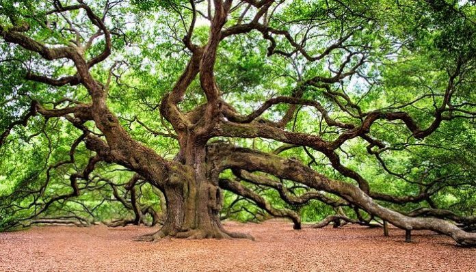 oak tree