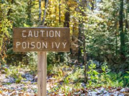 How To Identify Poison Ivy Growing In Your Backyard
