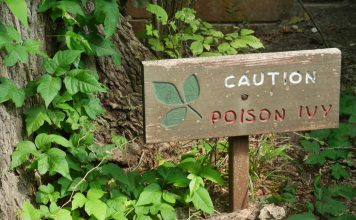 How To Safely Remove Poison Ivy And Hemlock From Your Backyard