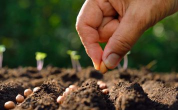 The Only 6 Seeds You Need to Stockpile for a Crisis