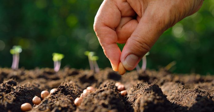 seed planting