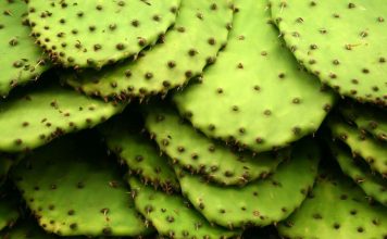 How To Cook In A Cactus