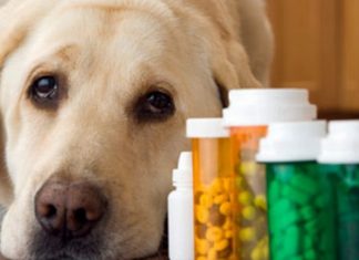 Vet Doctor Shows You How To Use Veterinary Drugs Post-SHTF