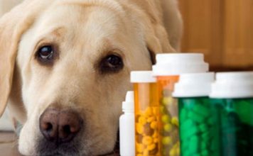 Vet Doctor Shows You How To Use Veterinary Drugs Post-SHTF