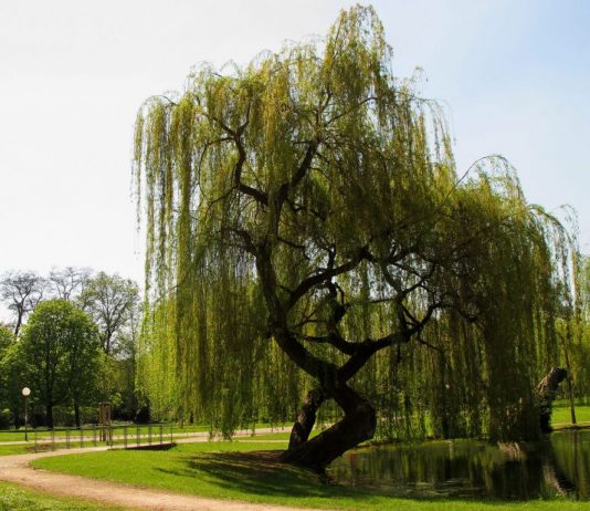 10 Trees Every Survivalist Should Know and Why