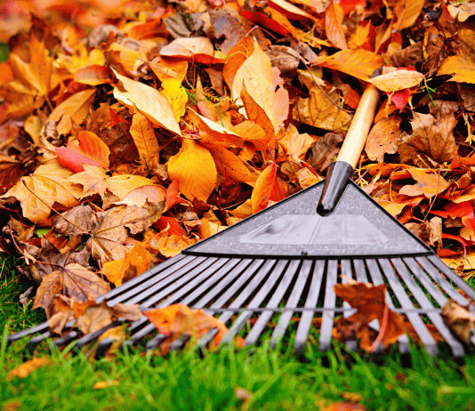6 Practical Uses for Autumn-Falling Leaves
