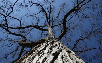 Whatever You Do, Don’t Chop Down This Backyard Tree